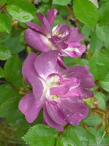 'Veilchenblau (Rambler, Schmidt, 1909)' rose photo