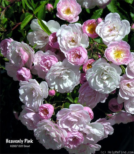 'Heavenly Pink ® (Hybrid Musk, Lens, 1997)' rose photo