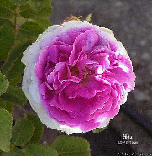 'Gilda (hybrid multiflora, Geschwind,1887)' rose photo