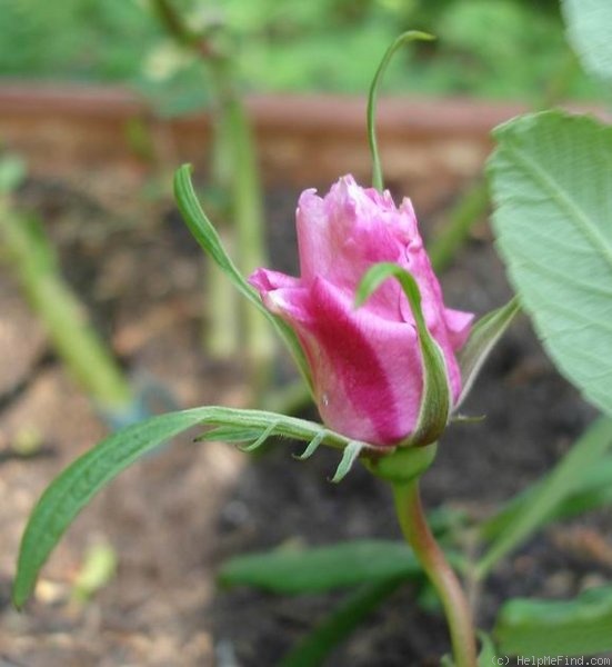 'Thérèse Bugnet (Rugosa, Bugnet, 1941)' rose, click to enlarge 'Thérèse Bugnet (Rugosa, Bugnet, 1941)' rose photo