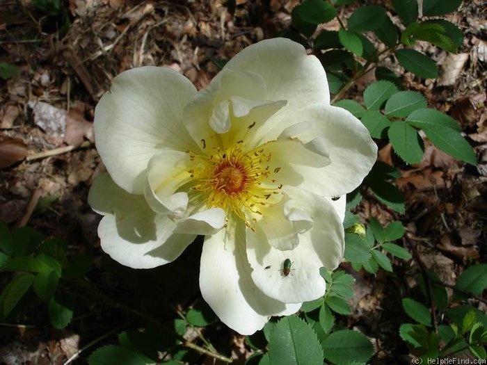 'Aïcha' rose, click to enlarge 'Aïcha' rose photo