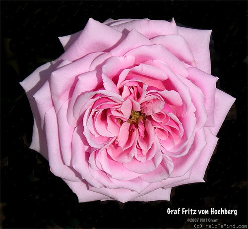 'Graf Fritz von Hochberg' rose photo