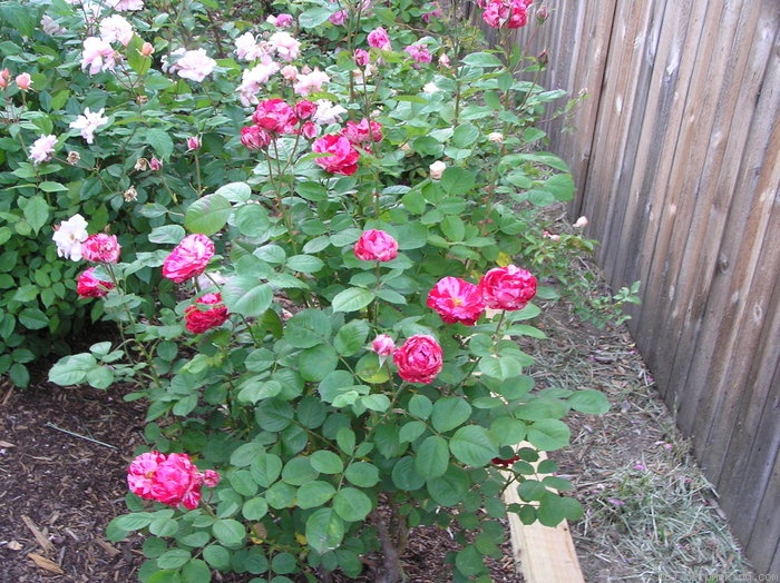 'Peppermint Twist' rose photo