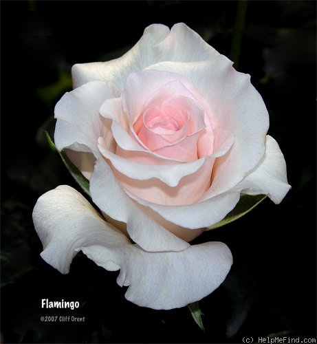 'Flamingo ® (hybrid tea, Kordes, 1979)' rose photo