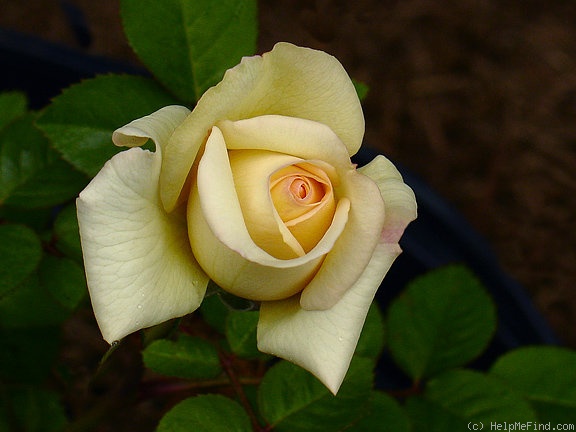 'Peter Cottontail ™' rose photo