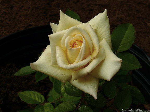 'Peter Cottontail ™' rose photo
