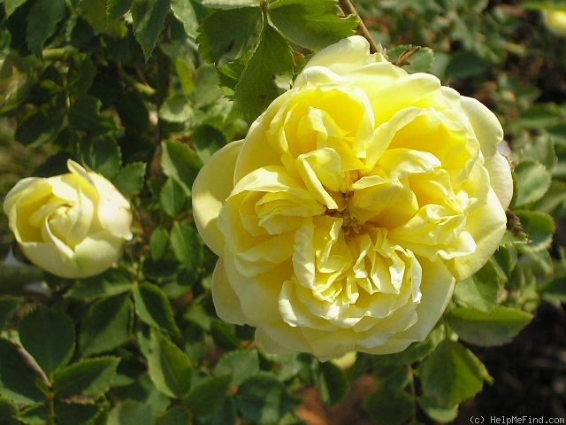 'Muriel Humenick' rose photo