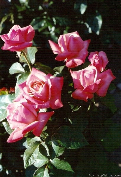 'Silver Jubilee ® (hybrid tea, Cocker before 1974)' rose photo