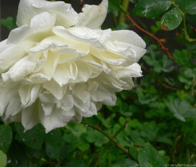 'Lamarque (noisette, Maréchal, 1830)' rose photo