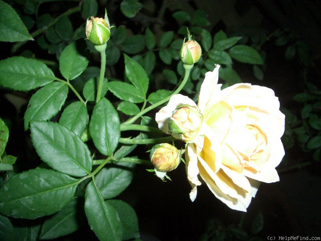 'Golden Celebration ™' rose photo