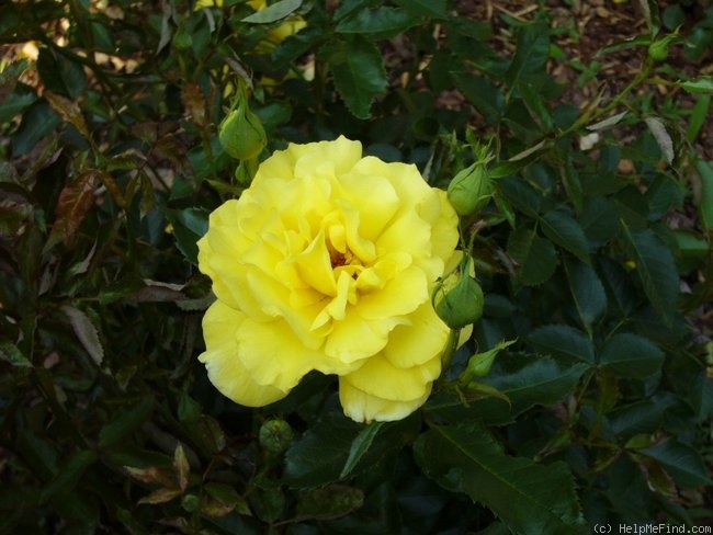 'Sunsprite (Floribunda, Kordes, 1973)' rose photo