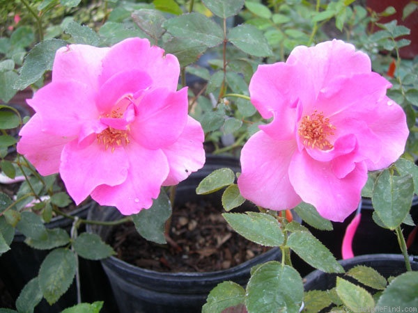 'CDXLB1' rose photo