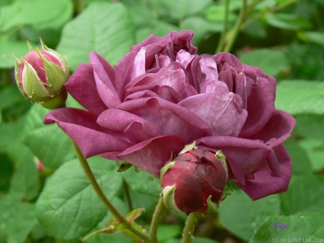 'Cardinal de Richelieu (Hybrid China, Parmentier, pre 1847)' rose, click to enlarge 'Cardinal de Richelieu (Hybrid China, Parmentier, pre 1847)' rose photo