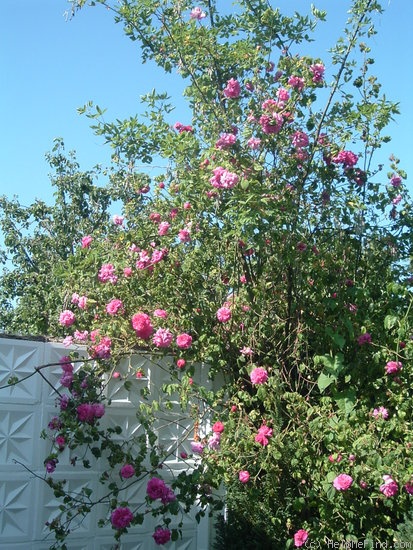 'Brennus' rose photo