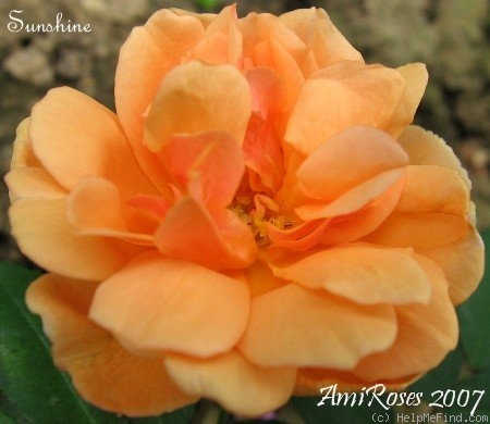 'Sunshine (polyantha, Robichon/Cutbush, 1927)' rose photo