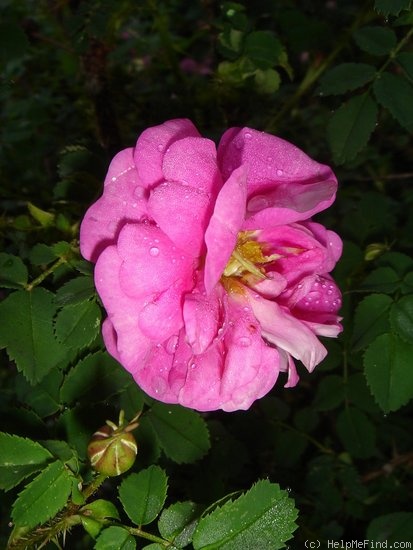 '<i>Rosa pimpinellifolia</i> Andrewsii' rose photo