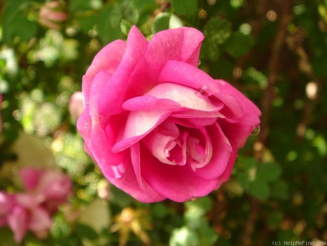 '<i>Rosa pimpinellifolia</i> Andrewsii' rose photo