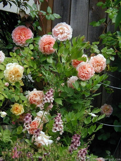 'Abraham Darby' rose photo