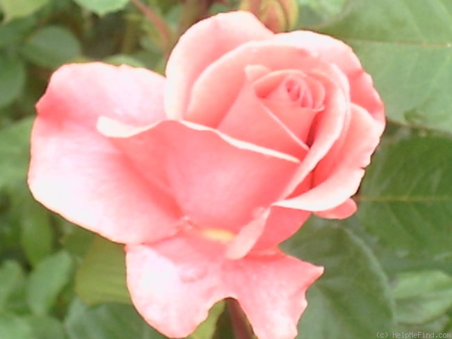 'Romanze ® (shrub, Tantau, 1984)' rose photo