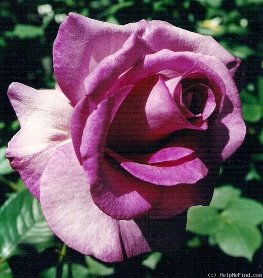 'Violette Parfumée ®' rose photo