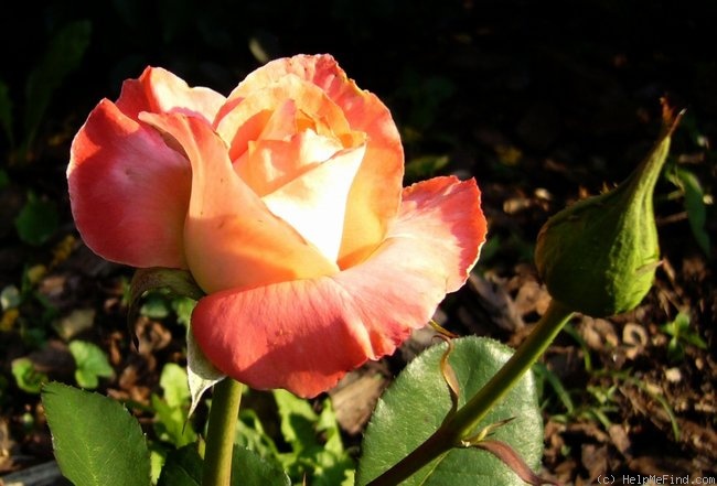 'Brigadoon ™' rose photo