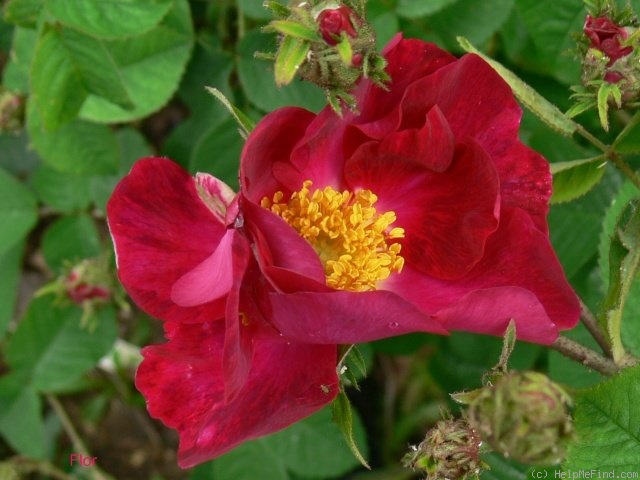 '<i>Rosa gallica violacea</i>' rose photo