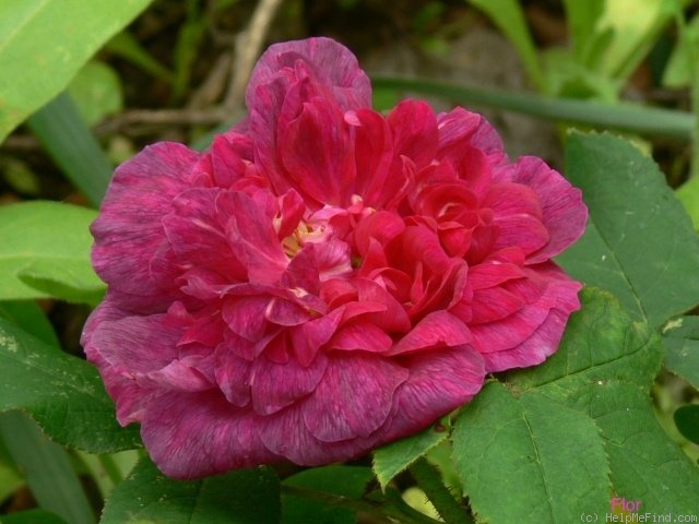 'Indigo (portland, Laffay, pre 1845)' rose photo