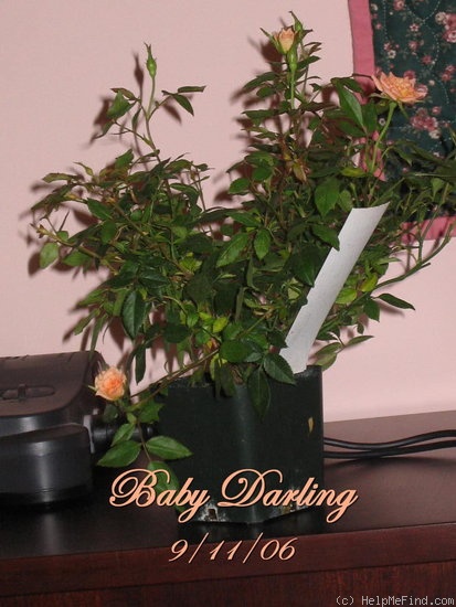 'Baby Darling' rose photo