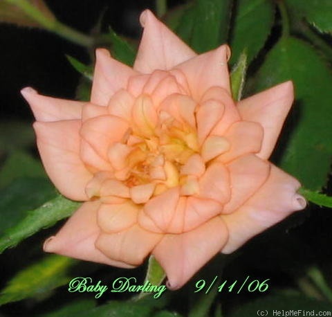 'Baby Darling' rose photo