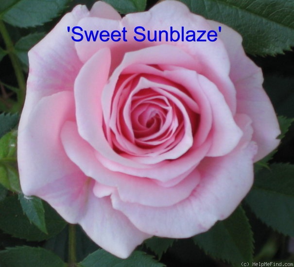 'Sweet Sunblaze' rose photo
