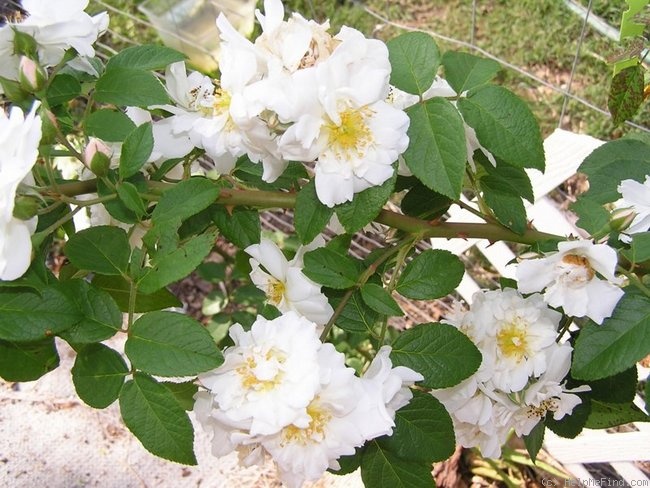 'Sarasota Spice' rose photo