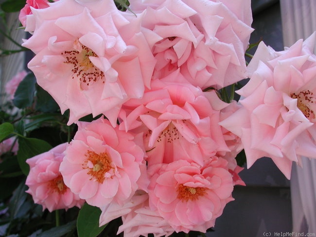 'Dream Weaver ™ (climber, Zary, 1995)' rose photo