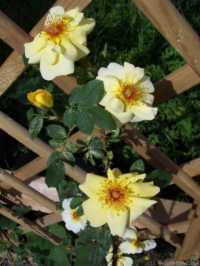 'Frühlingsgold' rose, click to enlarge 'Frühlingsgold' rose photo