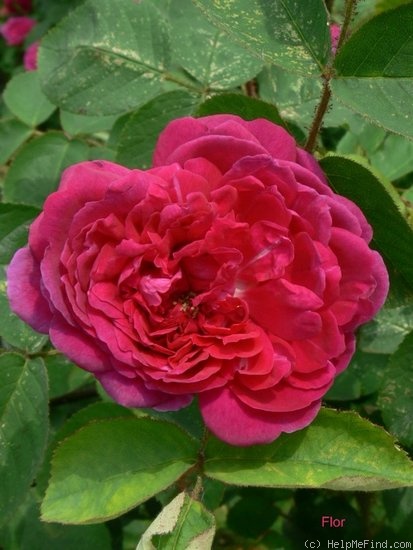 'Eugénie Guinoisseau (moss, Guinoisseau, 1864)' rose photo