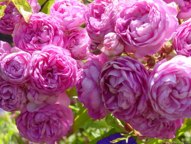 'Vineyard Song' rose photo