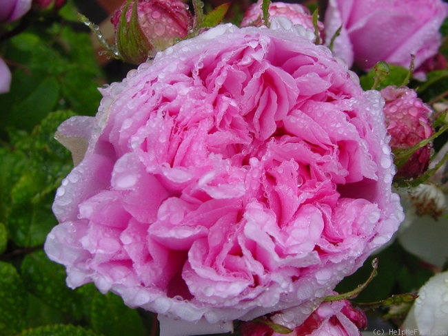 'Marchesa Boccella' rose photo