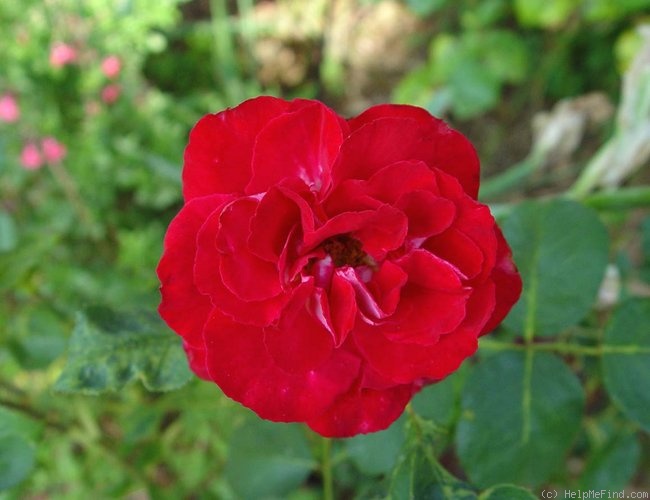 'Tipu's Flame™' rose photo