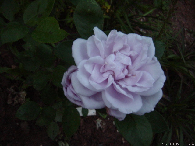 'Salzaquelle' rose photo