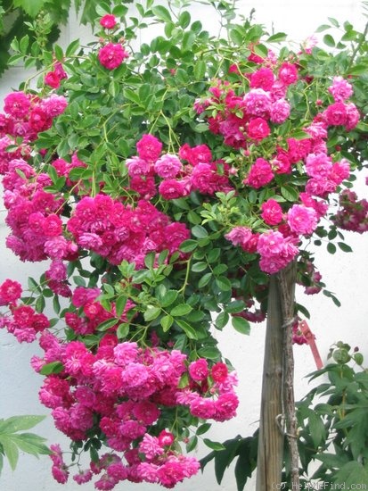 'Super Excelsa ®' rose photo