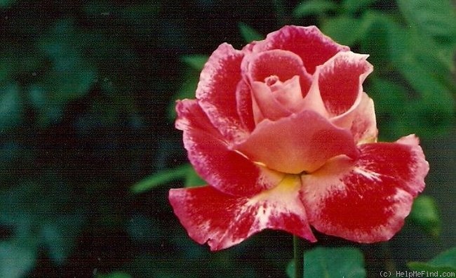 'Prince de Monaco' rose photo