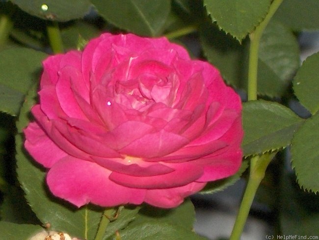 'Outta The Blue ™' rose photo