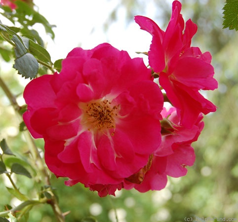 'Bengt M. Schalin' rose photo