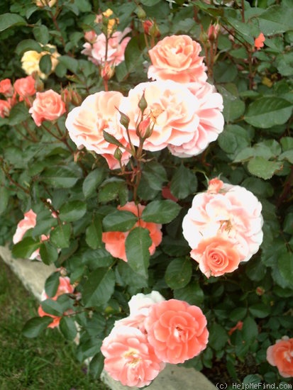 'Allée Abricot ®' rose photo