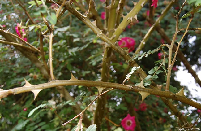 'Highdownensis' rose photo