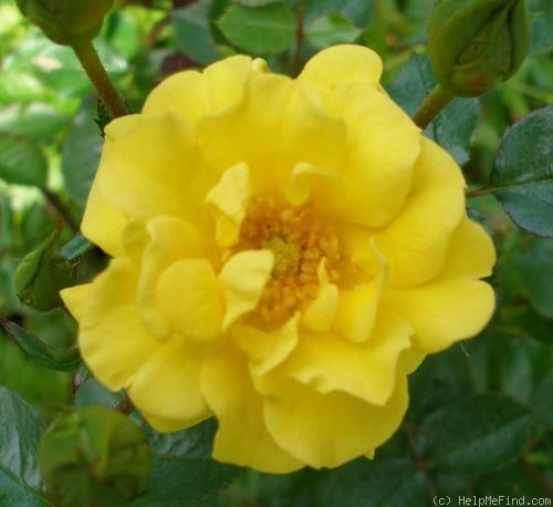 'Rabble Rouser ™ (shrub, Horner 1998)' rose photo