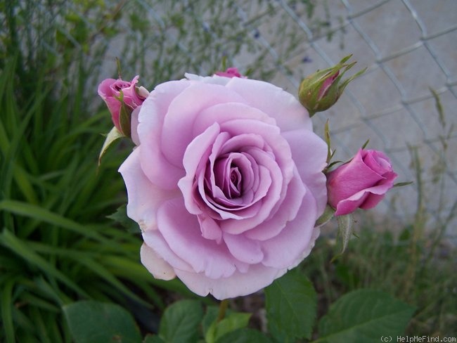 'Fragrant Lavender Simplicity ®' rose photo