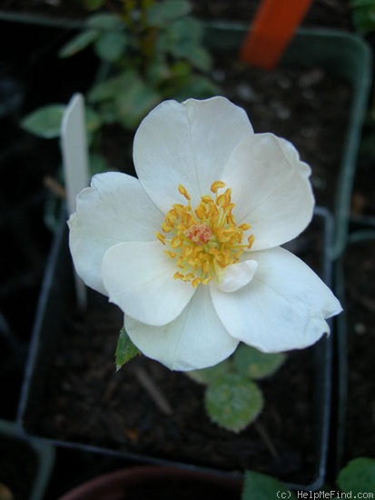 'INNXABD' rose photo