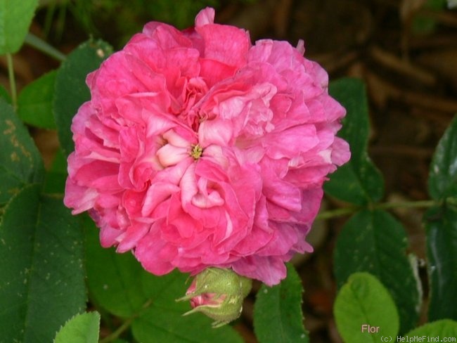 'Cramoisi Picoté' rose photo