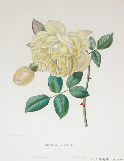 'Princesse Adélaïde (tea, Hardy 1844)' rose photo