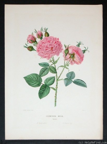 'Clementine Duval (hybrid bourbon, Duval, 1838)' rose photo